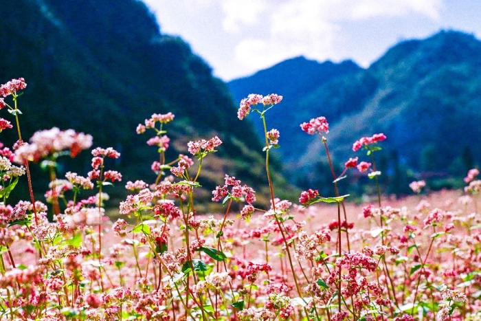 Buckwheat flowers in September Ha Giang Vietnam